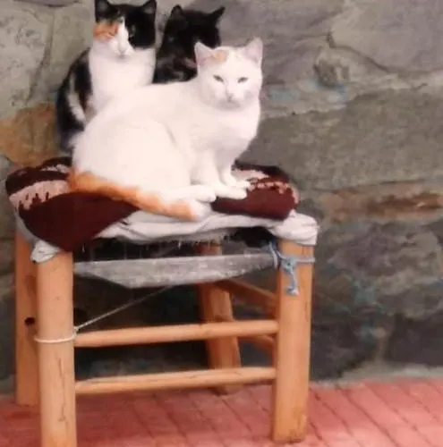 Cozy In 25 M² Lovely Garden Апартаменты Валенсия-де-Алькантар