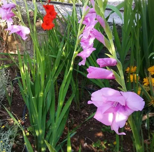 Cozy In 25 M² Lovely Garden Апартаменты Валенсия-де-Алькантар